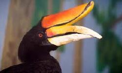 National Animal Image