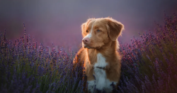 National Animal Image