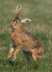National Animal Image