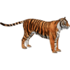 National Animal Image