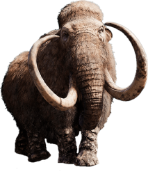 National Animal Image