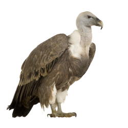 National Animal Image