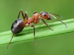 National Animal Image