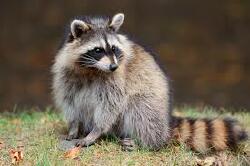 National Animal Image