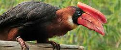 National Animal Image