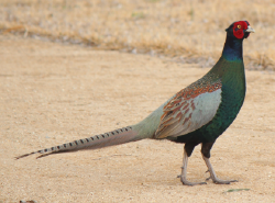 National Animal Image