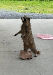 National Animal Image
