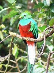 National Animal Image