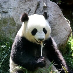 National Animal Image