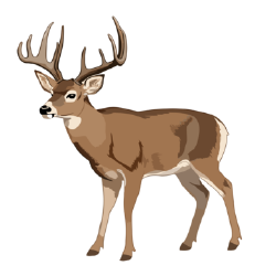 National Animal Image
