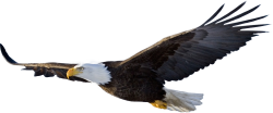 National Animal Image