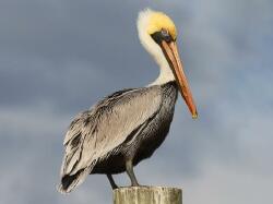 National Animal Image