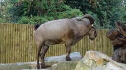 National Animal Image