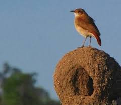 National Animal Image