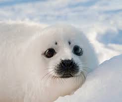 National Animal Image