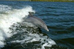 National Animal Image