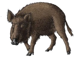 National Animal Image