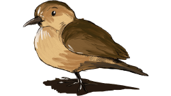 National Animal Image