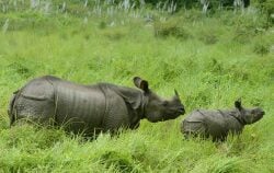 National Animal Image