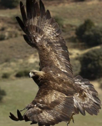 National Animal Image