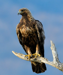 National Animal Image