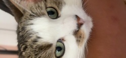 National Animal Image
