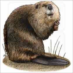 National Animal Image