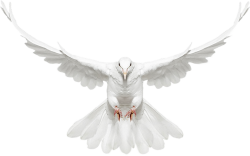 National Animal Image