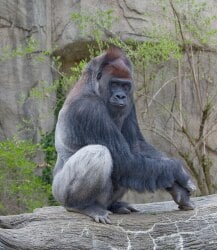 National Animal Image