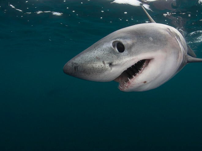 The Next Generation of Eldian War Beasts: Wolves, Sharks, and Octopuses Join the Waiting List for Glory