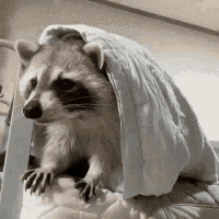 Cult of Racoon