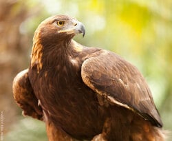 National Animal Image