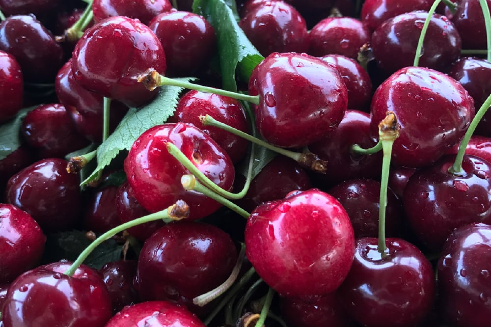 The Government of The Metropolitan Free Land Temporarily Ban Cherry Sales