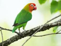 National Animal Image