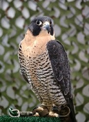 National Animal Image