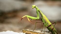 National Animal Image