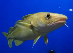 National Animal Image