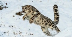 National Animal Image