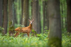National Animal Image