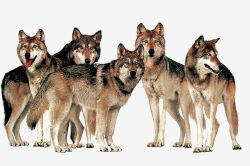 National Animal Image