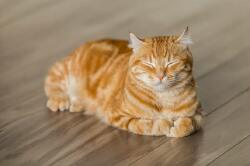 National Animal Image