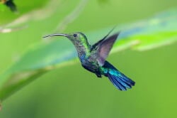 National Animal Image
