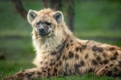 National Animal Image