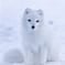 National Animal Image