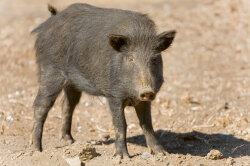 National Animal Image