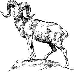National Animal Image