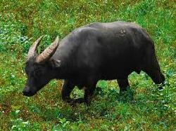 National Animal Image