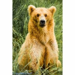 National Animal Image
