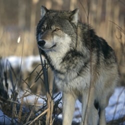 National Animal Image