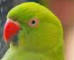 National Animal Image